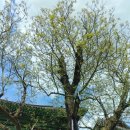 광덕사 일대 이미지