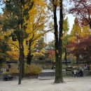 안타코리아 | 정동길 덕수궁 단풍산책 및 야간개장 (31개월 아이랑, 11/7 기준)