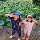 하가리집 | 하가리 연화못