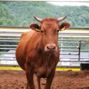 장수한우지방공사(유전자뱅크) 이미지