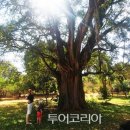 폴레폴레 이미지