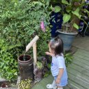 동치골 허브 야생화 마을 | 2025. 6. 14.(토) 울진 동치골허브야생화마을