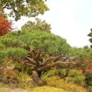 소나무리조트 이미지