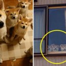 데려가개 이미지