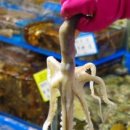 삼성수산식당 Daum카페