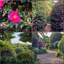 남원생활체육관 | 제주도 동백꽃 명소 동백수목원 제주 개화상태 12월 23일