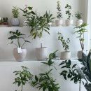 미스터장미용실 | [공지] 홍대 남자머리 지모헤어 '자연스러운 컬 맛집' 남자 펌 퍼머 후기