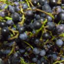 머루다래 이미지