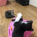 로이네 애견호텔 이미지