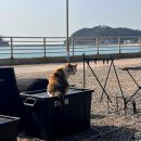 씨유 모항소나무에 노을점 | 태안 오션뷰 대형캠핑장 어은돌오토캠핑장 A구역 명당 사이트 추천