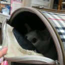 다사랑동물병원 이미지