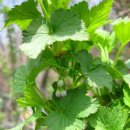 와우농장 이미지