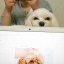 클라이네독 | 강아지 여름대비 클라이네독에서 준비하기