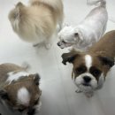 멍그라미 이발소 이미지