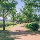 조안면 게이트볼장[진중-6] | [경기도] 서울 근교 나들이와 드라이브하기 좋은 남양주 물의 정원(Feat. 양귀비꽃)