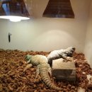 더정글 이미지
