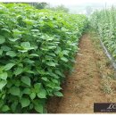 상운농장 이미지