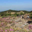 한라산 윗세오름 해발 1.700m 23.5.25일 이미지