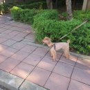 꽁꼼하개 네이버블로그