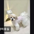 멍멍미용실 이미지