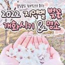 2022 지역별 벚꽃 개화시기 이미지