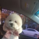 펫어디가 이미지