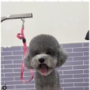 행복펫 애견미용실 이미지