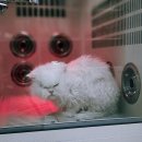 귀엽개귀엽냥 이미지