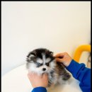 강아지분양 고양이분양 포근퍼피 이미지