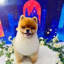 코코스퀘어 애견미용 | 코코그루밍에서 만난 곰돌이컷 천안애견미용 후기