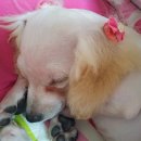 송원애견 이미지