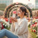 아로마테라피 | 2026 전국 장미축제 TOP 7 최신 순위 및 시니어 맞춤형 로즈 오일 아로마테라피의 특별한 혜택 3가지