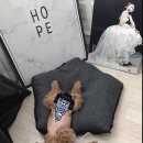 동주동물병원 이미지