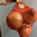 마켓컬리 마이컬리팜 양파 수확 후기