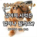 왈왈식당