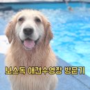 김포 보스독 이미지