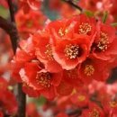 명자나무 (산당화) 꽃말 효능 꽃차 만들기 효소 만들어봐요 이미지