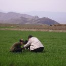 밀밭농장 이미지