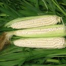 대학찰옥수수 이미지