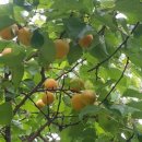 임성규농장 이미지