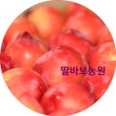 딸바보농원 당일수확 로얄대석 의성 자두, 맛에 반한 외손 위해 가을자두 추희 예약 찜