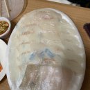 싱싱오징어나라