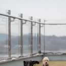 몽글몽글 애견유치원 이미지