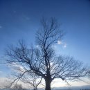 임천 가림성 느티나무 이미지