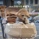 몽글몽글 펫 이미지