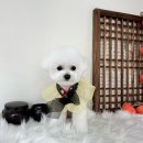 오늘도, 멍멍 이미지