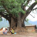 무정면 은행나무 축제 이미지