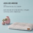 쿨 퍼피 이미지