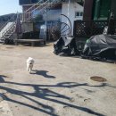 공항 가까운 전원주택 펫시터 이미지