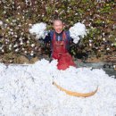 목화(아) 이미지